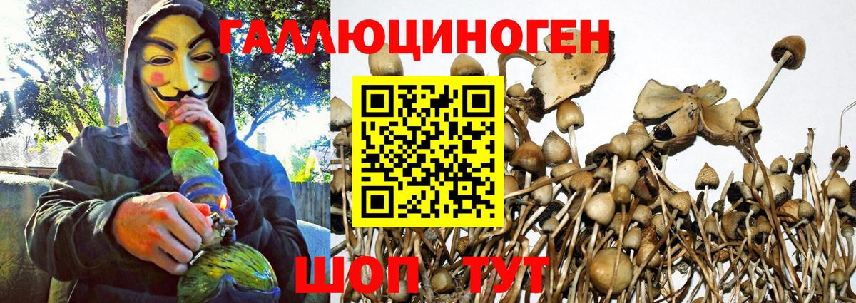 Сегежа  Галлюциногенные грибы Psilocybine cubensis  Вход с VPN 
